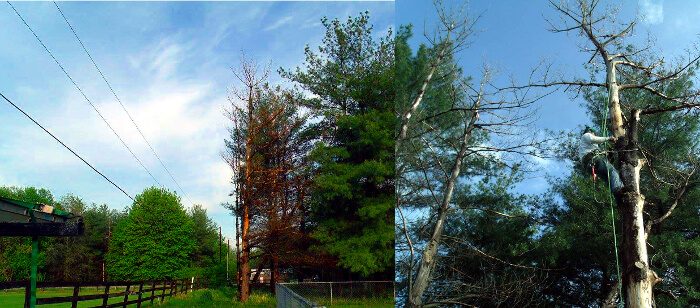 Dead tree in a vicarious position.